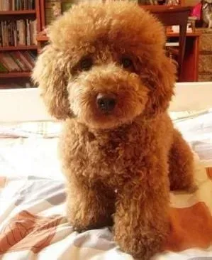 贵宾犬|像贵宾犬这样类型的狗应该怎样饲养