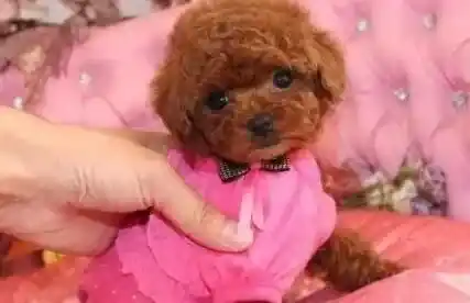 贵宾犬|训练启蒙 如何轻松训练贵宾犬