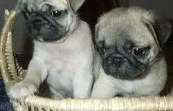 巴哥犬|巴哥犬吃完鱼肉就开始一直呕吐怎么办