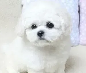 比熊犬|比熊犬最近拉肚子带血是什么原因