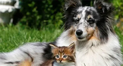 澳洲牧羊犬智商排名 澳洲牧羊犬还是很聪明的狗 | 澳洲牧羊犬