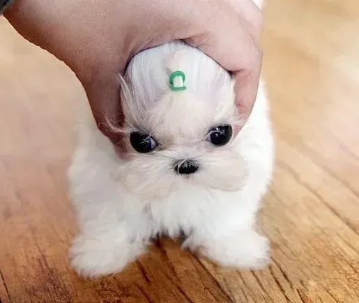 马尔济斯|马尔济斯犬有点消化不良吃什么好