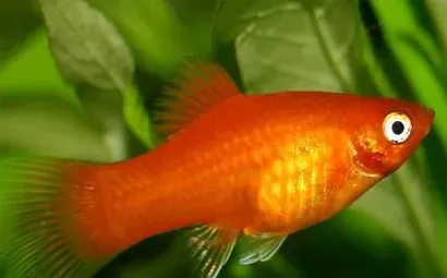 月光鱼吃什么 小月光鱼对食物要求较高 | 月光鱼