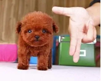 泰迪犬|泰迪犬最近有时候打喷嚏应该怎么办