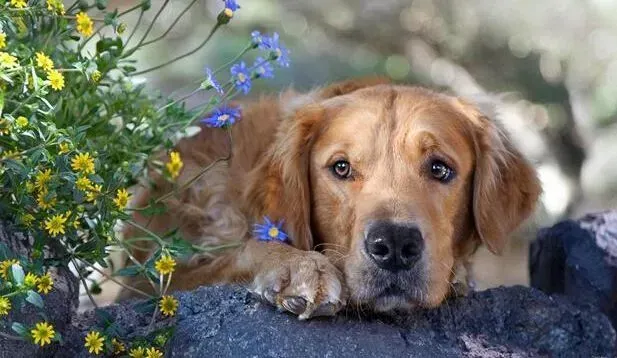金毛|超级家庭医生 金毛犬忧郁症的症状和改善方式