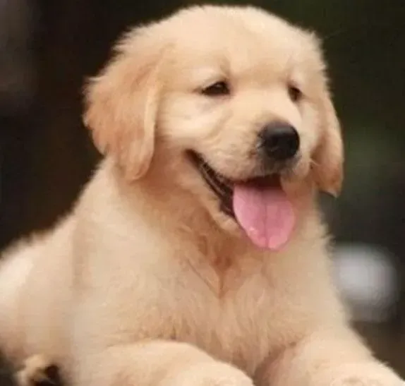 金毛|金毛犬便便成条还拉稀正常吗