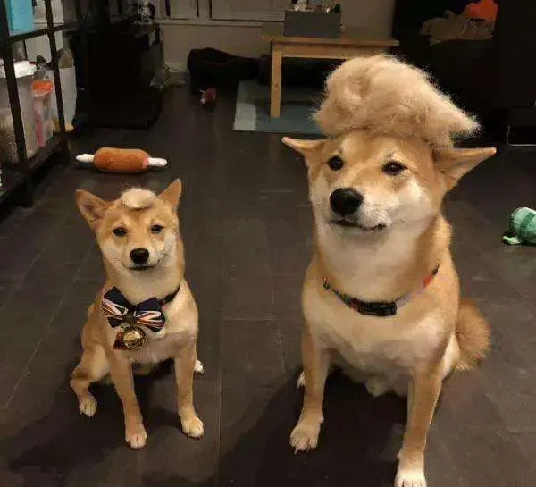 柴犬咬家具吗 柴犬咬家具的五大原因 | 柴犬