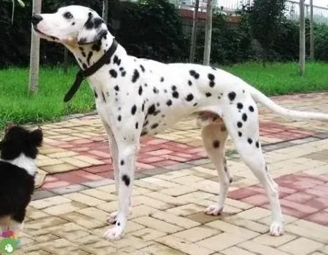 斑点狗|你的斑点狗会驱赶不速之客吗