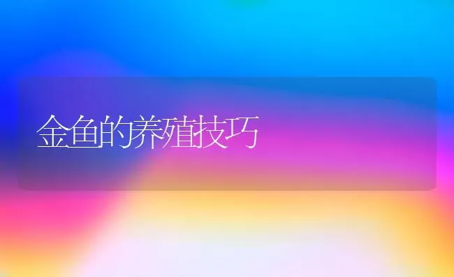 金鱼的养殖技巧 | 鱼类宠物