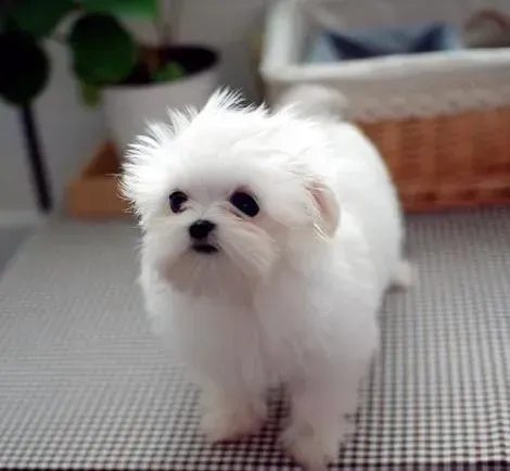 马尔济斯|马尔济斯犬可以吃生骨头吗
