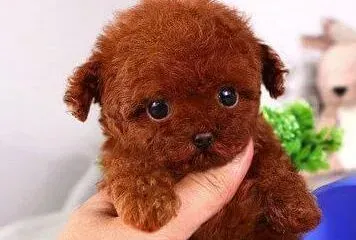 泰迪犬|泰迪犬是感冒了 还是得了其他疾病