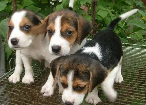 比格犬|比格犬狗狗能吃馒头吗