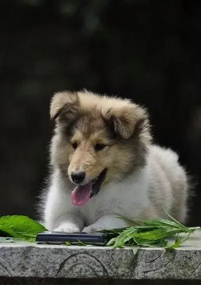 苏格兰牧羊犬|苏格兰牧羊犬最近不吃饭了应怎么办