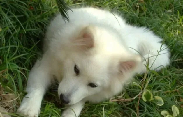 银狐犬多大开始训练 三到六个月最适合训练 | 银狐犬