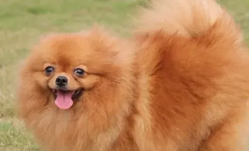 博美犬很不听话 如何训练博美犬听话 | 博美犬