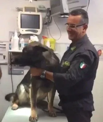 打针果然是毛孩的恶梦 凶勐印象的警犬也怕怕 | 狗
