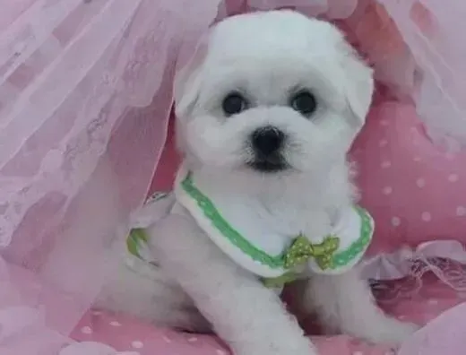 比熊犬|比熊犬在交配时应注意的问题有哪些