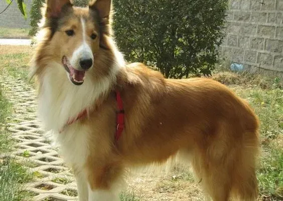 苏格兰牧羊犬|饲主如何护理发情期的苏格兰牧羊犬