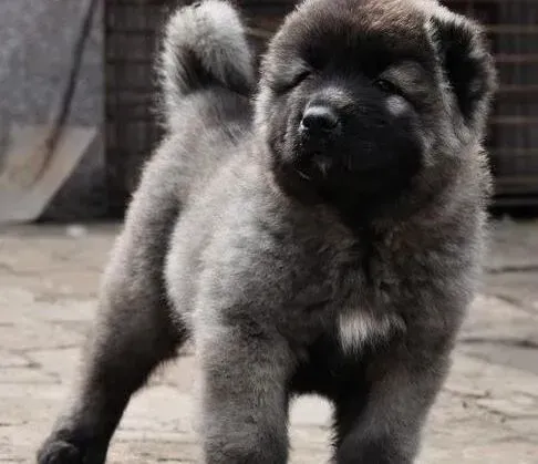 高加索犬|护理常识 如何给高加索犬护理耳朵