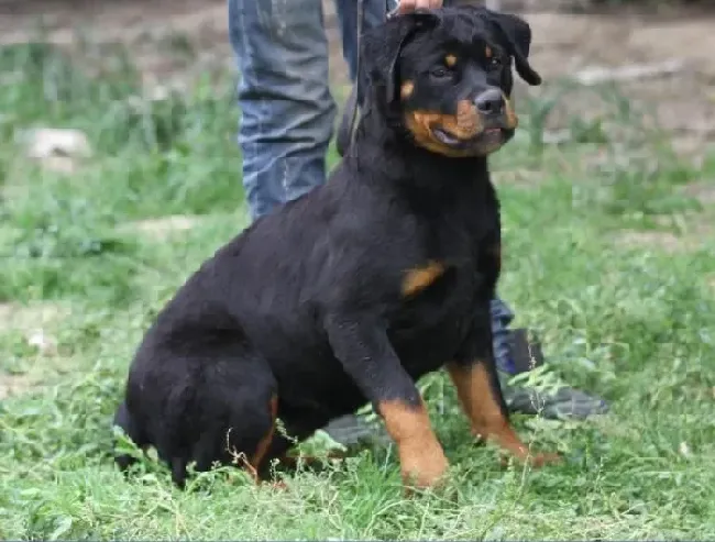 罗威纳犬|如何照顾日渐老去的罗威纳犬