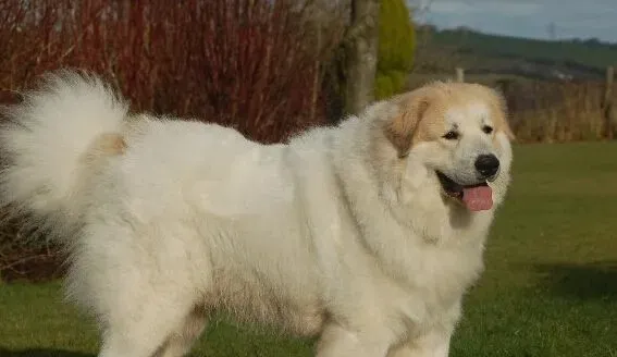 大白熊犬训练 循序渐进由简入繁因犬制宜 | 大白熊