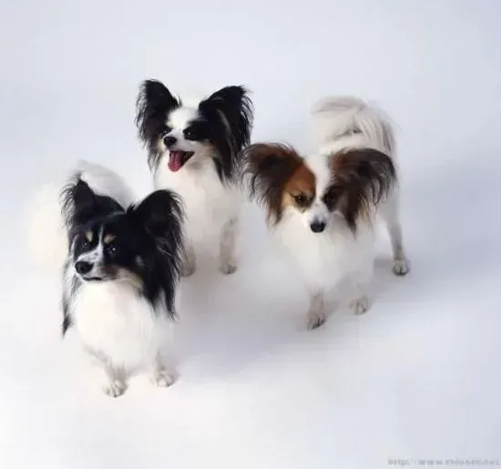 蝴蝶犬|室内家养蝴蝶犬有哪些弊端