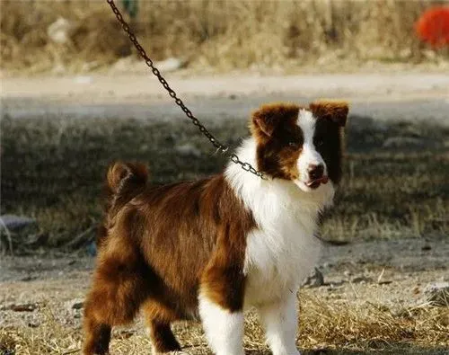 边境牧羊犬幼犬特征 边境宝宝嘴巴很宽 | 边境牧羊犬