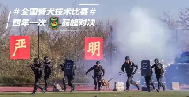 小黑警犬眉眼间横贴ok蹦 坚定小表情萌翻网友 | 狗