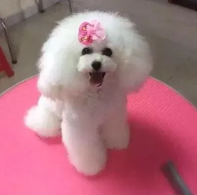 贵宾犬|如何让贵宾犬向你作揖表示感谢