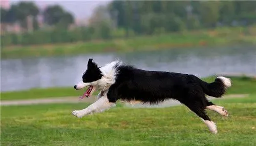 边境牧羊犬幼犬特征 边境宝宝嘴巴很宽 | 边境牧羊犬