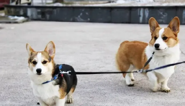 柯基犬|柯基犬驱虫后开始拉稀，发抖是什么情况