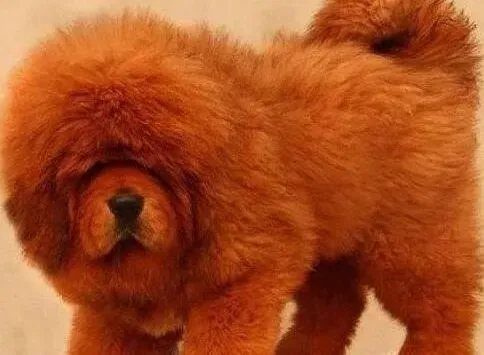 藏獒|训练藏獒的几点要素