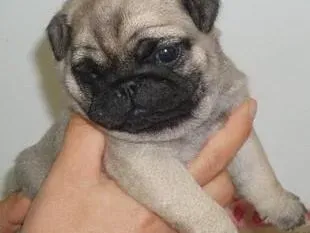 巴哥犬|如何让八哥犬养成良好的卫生习惯