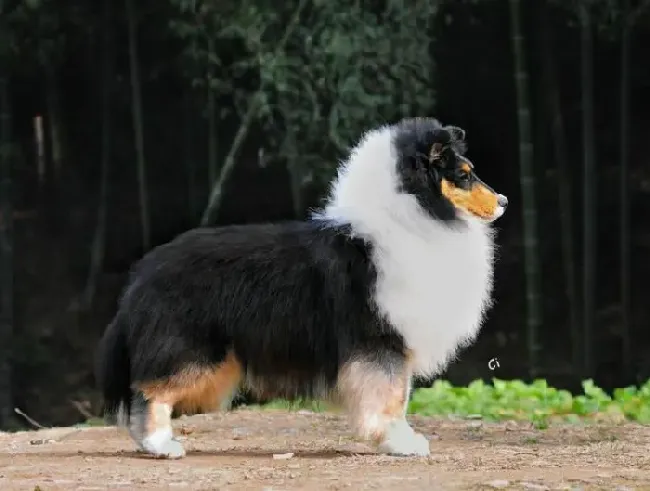 喜乐蒂|我们要了解喜乐蒂犬感冒后有哪些症状