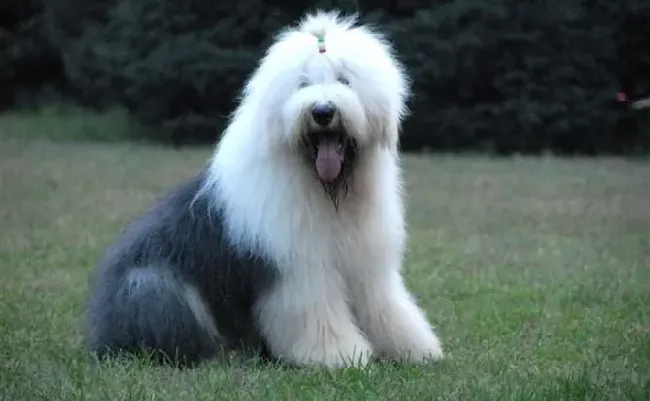 古代牧羊犬|古代牧羊犬的性格凶悍吗