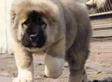 高加索犬|饲养高加索犬禁止给它们剩饭剩菜吃