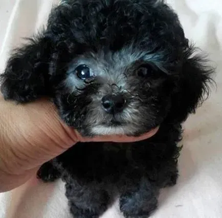 贵宾犬|家养贵宾犬的主人在租房时要考虑哪些因素