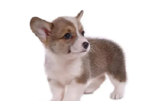 柯基犬|两个月的柯基犬总是拉肚子应怎么饲养才好