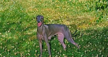 灵缇幼犬几个月长成年 1岁半左右发育完成 | 灵缇犬