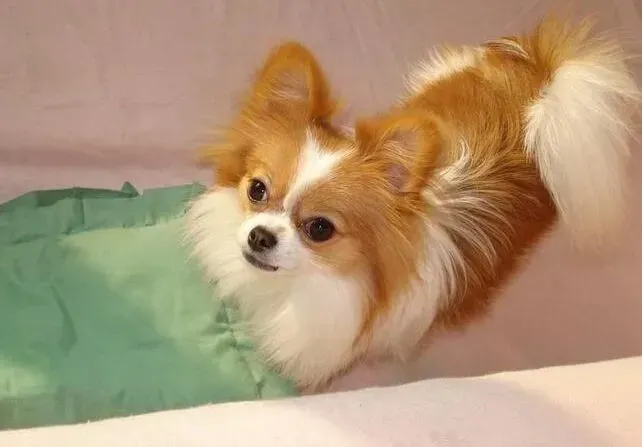 蝴蝶犬|狗狗饲养百科 如何科学喂养年幼的蝴蝶犬