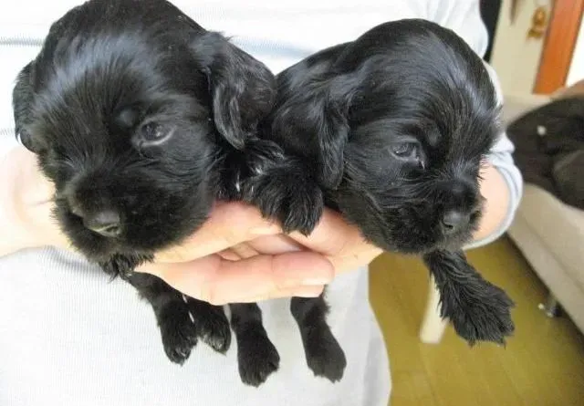 可卡犬|饲养可卡犬需要了解哪些日常养护方法