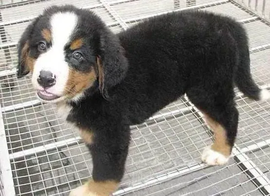 伯恩山犬|伯恩山犬可以吃少量的水果蔬菜么