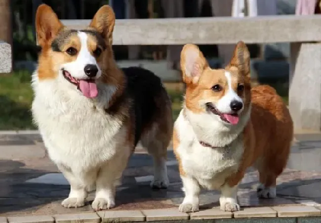 柯基犬|柯基犬吃完就吐这是什么毛病