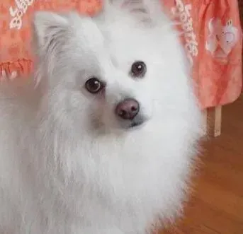 银狐犬|每日一练 教你提高银狐犬胆量的三部曲