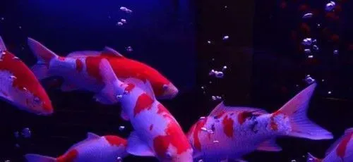 锦鲤鱼冬天怎么养 锦鲤鱼池中直接加入温水 | 锦鲤鱼