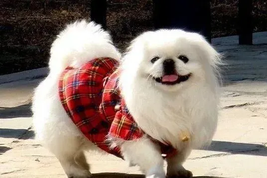 京巴狗|宠物狗训练秘籍 轻松搞定京巴犬常见的三个不良行为