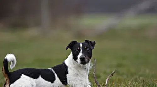 狗狗吃什么对皮肤好  避免过敏食物的接触 | 皮肤好　
