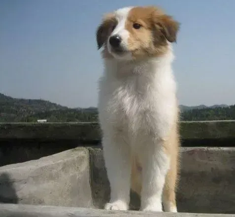 苏格兰牧羊犬|苏格兰牧羊犬细小第四天怎么治疗