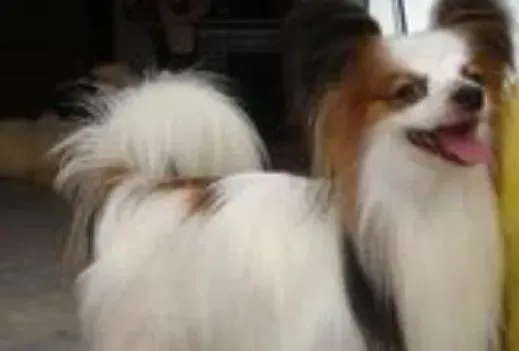 蝴蝶犬|健康保养篇之蝴蝶犬应多久做一次全面检查