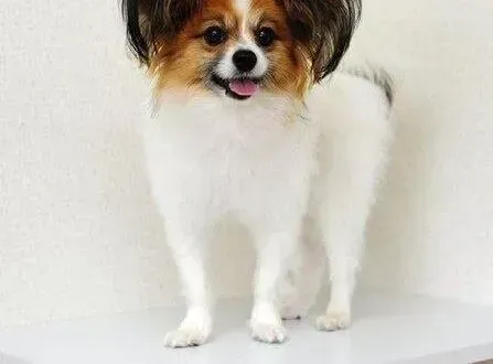 蝴蝶犬|蝴蝶犬吃东西嗓子被卡住了应如何解决